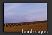 :: landscapes ::