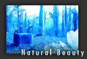 :: Natural Beauty ::